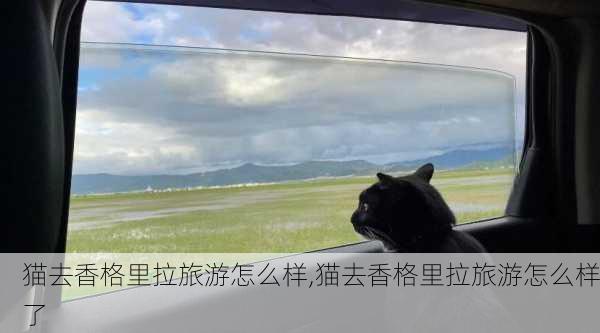 猫去香格里拉旅游怎么样,猫去香格里拉旅游怎么样了